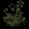 Buttonwood — design image 6