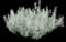 White Cloud Calamint (Calamintha) — design image 2