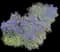 Variegata Lily Turf Grass — design image 2