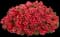 Petunia — design image 3