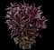 Beardtongue (Penstemon) — design image 1