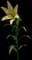 Beau Soleil Yellow LA Hybrid Lily — design image 1