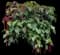Chenille plant — design image 2
