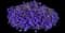 Heatopia Blue Lobelia — design image 1