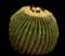 Golden Barrel Cactus — design image 15