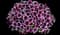 Capella™ Rim Raspberry Petunia hybrida — design image 1