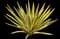 Giant Cabuya — design image 6