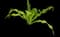 Asiatic poison lily — design image 3