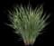 Coolvista™ Dianella — design image 2