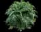 Cardoon — design image 1