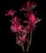 'Red Sister' Cabbage Palm — design image 22