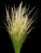 Northwind Switch Grass — design image 1