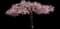 Pink Weeping Cherry Tree — design image 1
