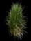 Feather Reed Grass — design image 17