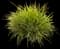 Papyrus Plant — design image 3