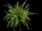 Kimberley Queen™ Australian Sword Fern, Queen Fern — design image 3