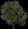 Chinese Persimmon Tree — design image 3