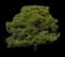Pine Trees (Pinus) — design image 1