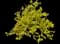 Forsythia Shrub — design image 11