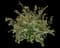 Crested Japanese Painted Fern — design image 3
