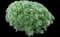 Fringed Sagebrush Wormwood — design image 5