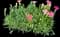Carnation — design image 4