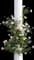 Eden Rose® Climbing Rose — design image 2