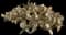 Tulip Prickly Pear Cactus — design image 4