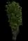 Columnar Buckthorn — design image 2