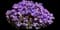 Cascade Purple Rockcress — design image 7