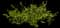Star Jasmine — design image 1