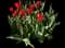 Tulip 'Laibela' — design image 1
