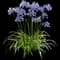Agapanthus Ever Sapphire™ — design image 1