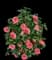 Camellia Early Wonder® — design image 2
