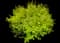 Abelia SUNTASTIC® Peach — design image 3