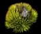 Thread-leaf Agave — design image 8