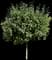 Lollizam Lollipop® Flowering Crabapple Tree — design image 2