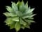 Fox Tail Agave — design image 25