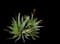 Torch Aloe — design image 17