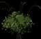 Dog Rose — design image 5