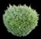 Rosemary — design image 11