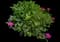 Bigleaf hydrangea — design image 15