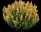 KUDOS™ Kudos Yellow Agastache — design image 1