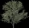 Blackthorn — design image 1