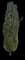 Pine Trees (Pinus) — design image 3
