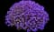 Cascade Purple Rockcress — design image 6