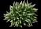 Little Henry® Sweetspire — design image 1