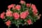 Oso Easy® Rose — design image 3