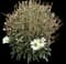 Shasta Daisy (Leucanthemum maximum) — design image 1