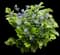 New Love Clematis Shrub — design image 2